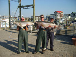 Team Boat Show Direct 
