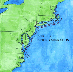 Striper Migration Chart