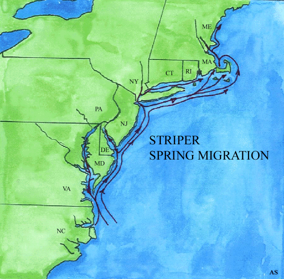 Striped Bass Spring Migration Map 