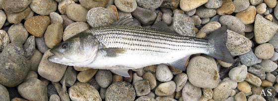 Striped Bass 