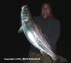 World Record weakfish