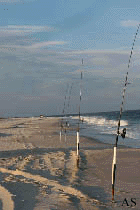 Surf Fishing