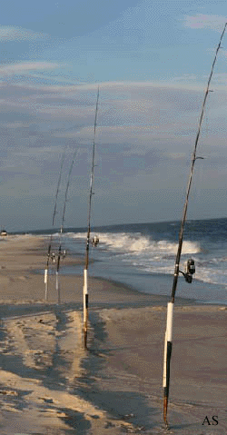 Striped Bass Surf Fishing Strategy