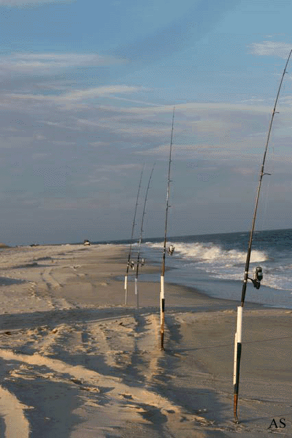 Surf Fishing For Striped Bass With Spiked Fishing Rods