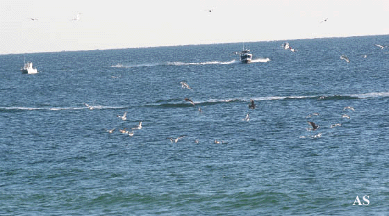 Boats show up 