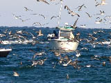 Birds at a Blitz