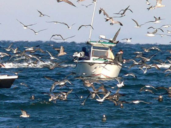 Boats, Birds, and Stripers 