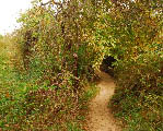 Path To Turtle Cove