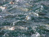 Striper Blitz