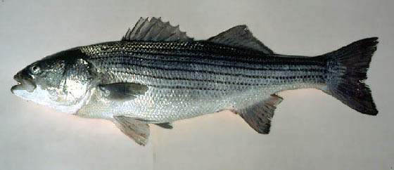Striped Bass 
