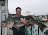 67.5 pound striper