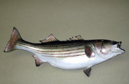 92 pound striper