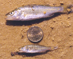 Juvenile Striped Bass