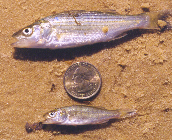 juvenile Striped Bass 