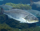 Striped bass