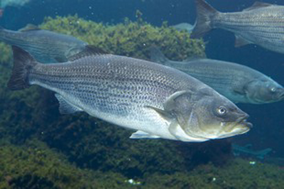 Striped Bass 