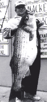 Al McReynold's World Record Striped Bass