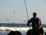 Birds and Stripers