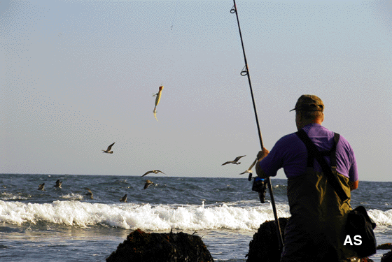Bait and Birds 