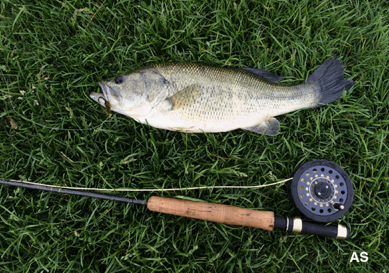 Largemouth Bass Caught on a Wooly Bugger