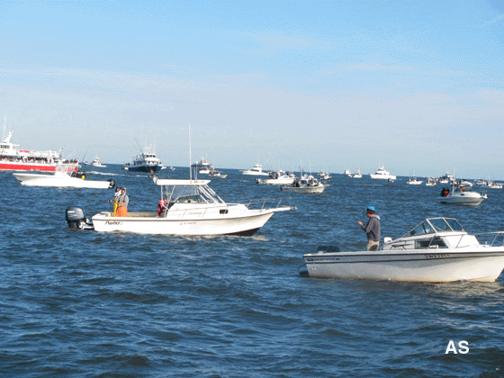 Black Friday Boats at IBSP 