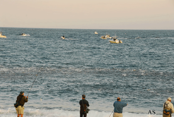 Striper Blitz at Montauk 