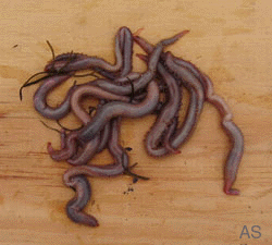 Bloodworms