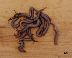Bloodworms