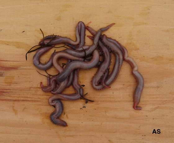 Bloodworms 