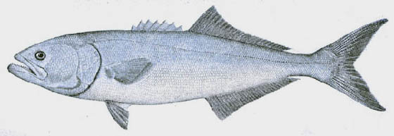  Bluefish