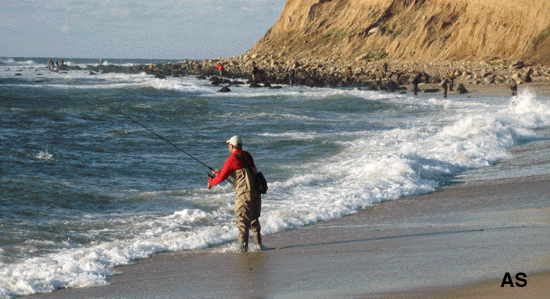 Surf Fishing for 
 striped Bass