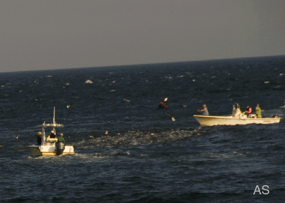 Striped Bass Blitz 