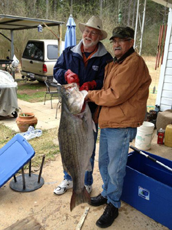 Hank Ferguson's World Record Freshwater Striped Bass