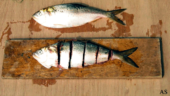 Bunker Baits 