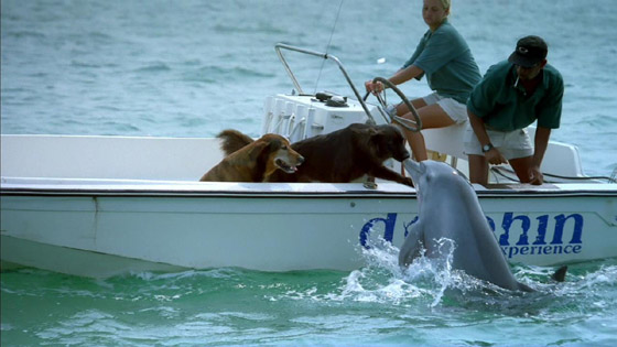 Dolphin 