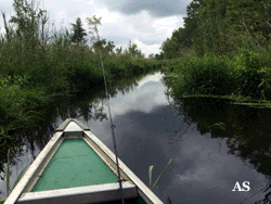 Feeder Creek