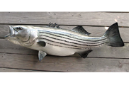 Fiberglass Striper Replica