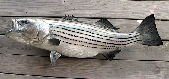 Striped Bass Fiberglass Replica 