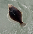 Fluke