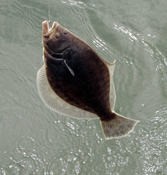 Fluke 