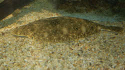 Summer Flounder