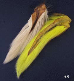 Bucktail