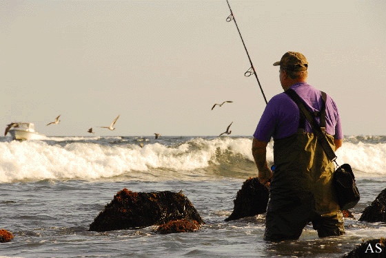 Surf Fisherman Fishing a Blitz at Browns 