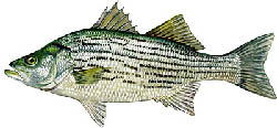 Hybrid Striped Bass