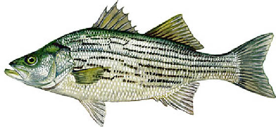 Hybrid Striped Bass 