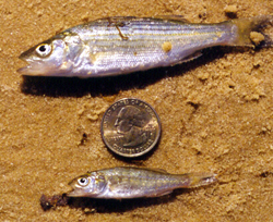 Juvenile Striped Bass