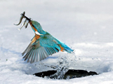 Kingfisher Ice Fishing
