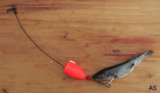 Large Mullet Float Rig 