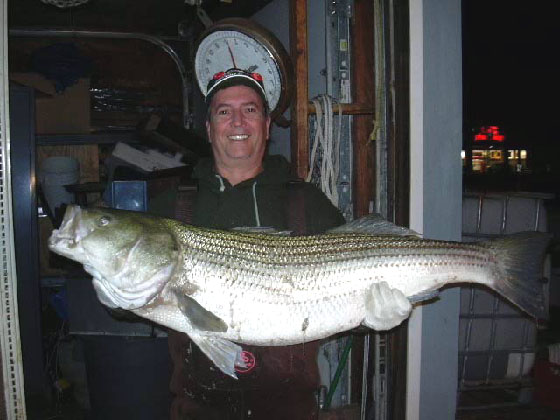Winning striped bass 