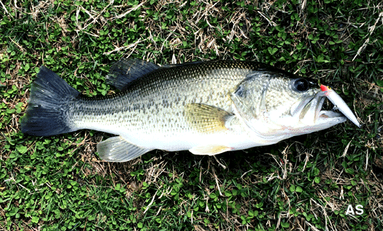 Large Mouth Bass